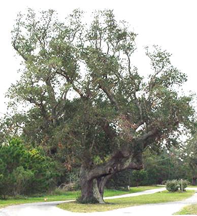 The Cora Tree in Frisco, North Carolina is the subject of an episode of the Travel Channel's 'Monumental Mysteries'.